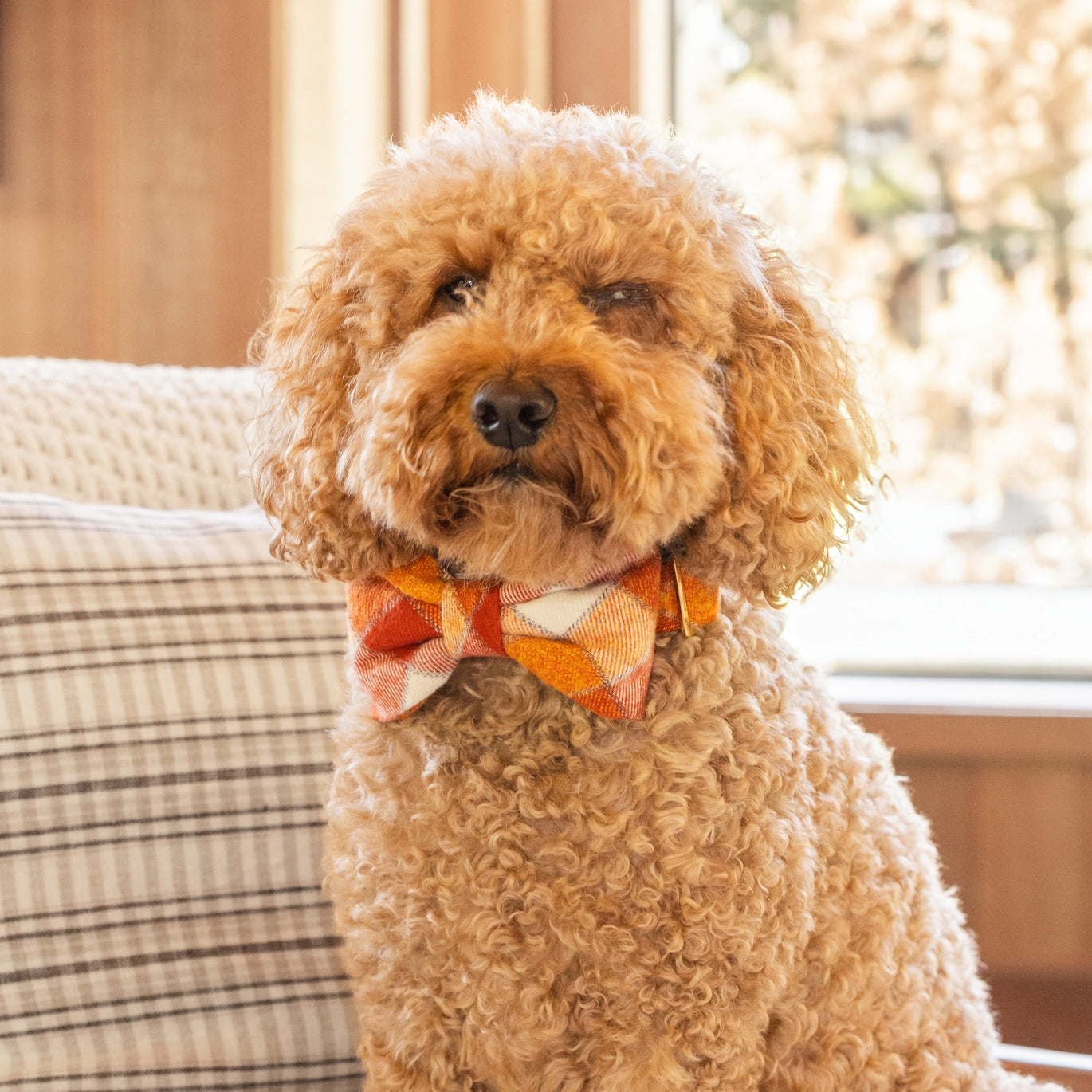 Pumpkin Spice Plaid Dog Bow Tie