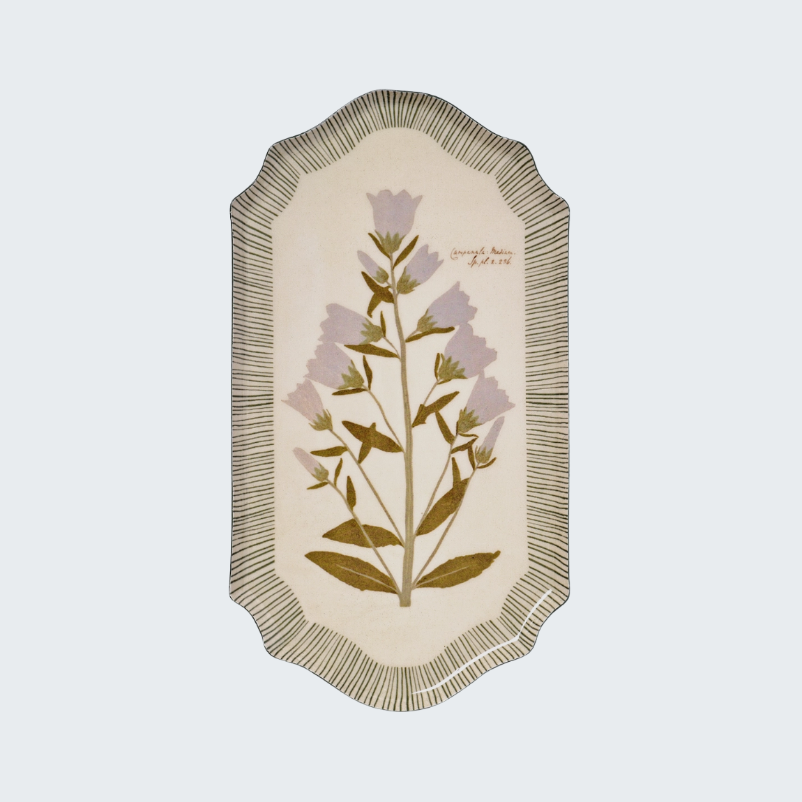 Campanula Bellflower Tray