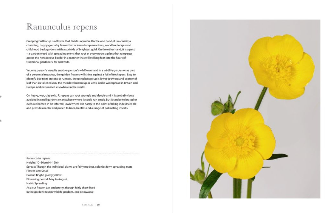 Ranunculus: Beautiful Varieties for Home & Garden