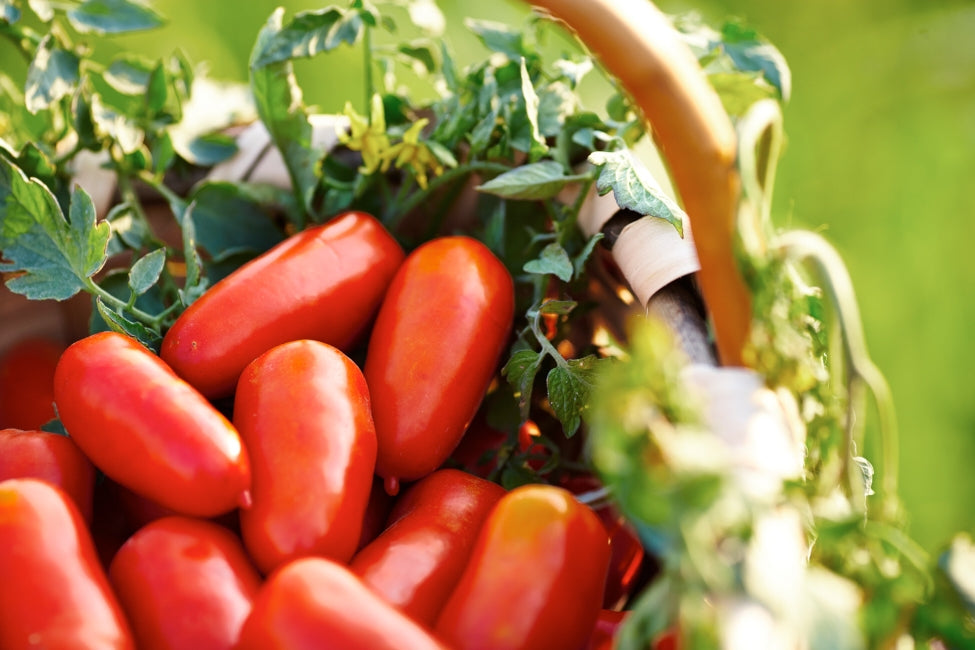 San Marzano Tomatoes DOP
