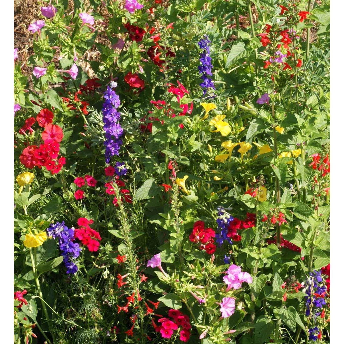 Garden Sprinkles Tins